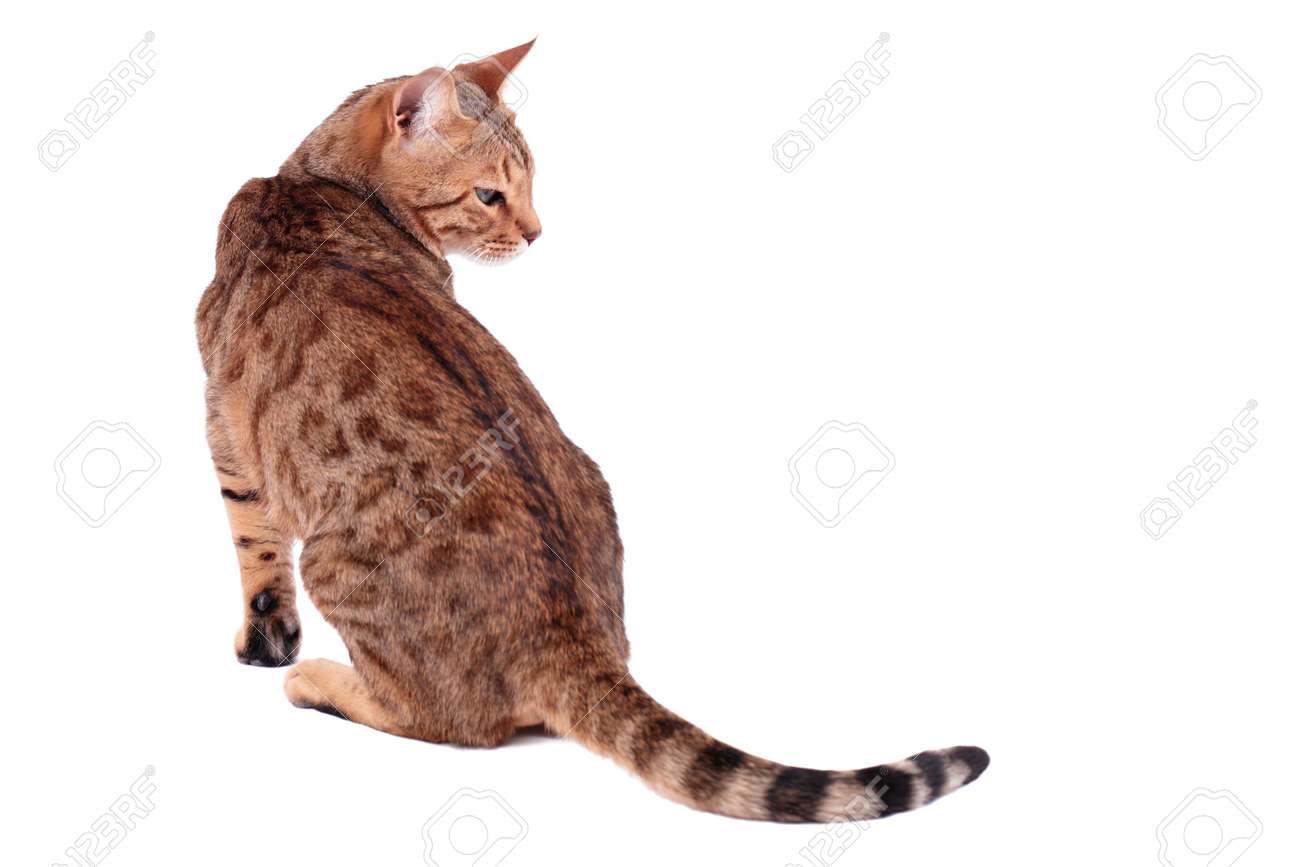 Race De Chat Bengal Brown Chat Léopard Prionailurus Bengalensis Isolé Sur Blanc
