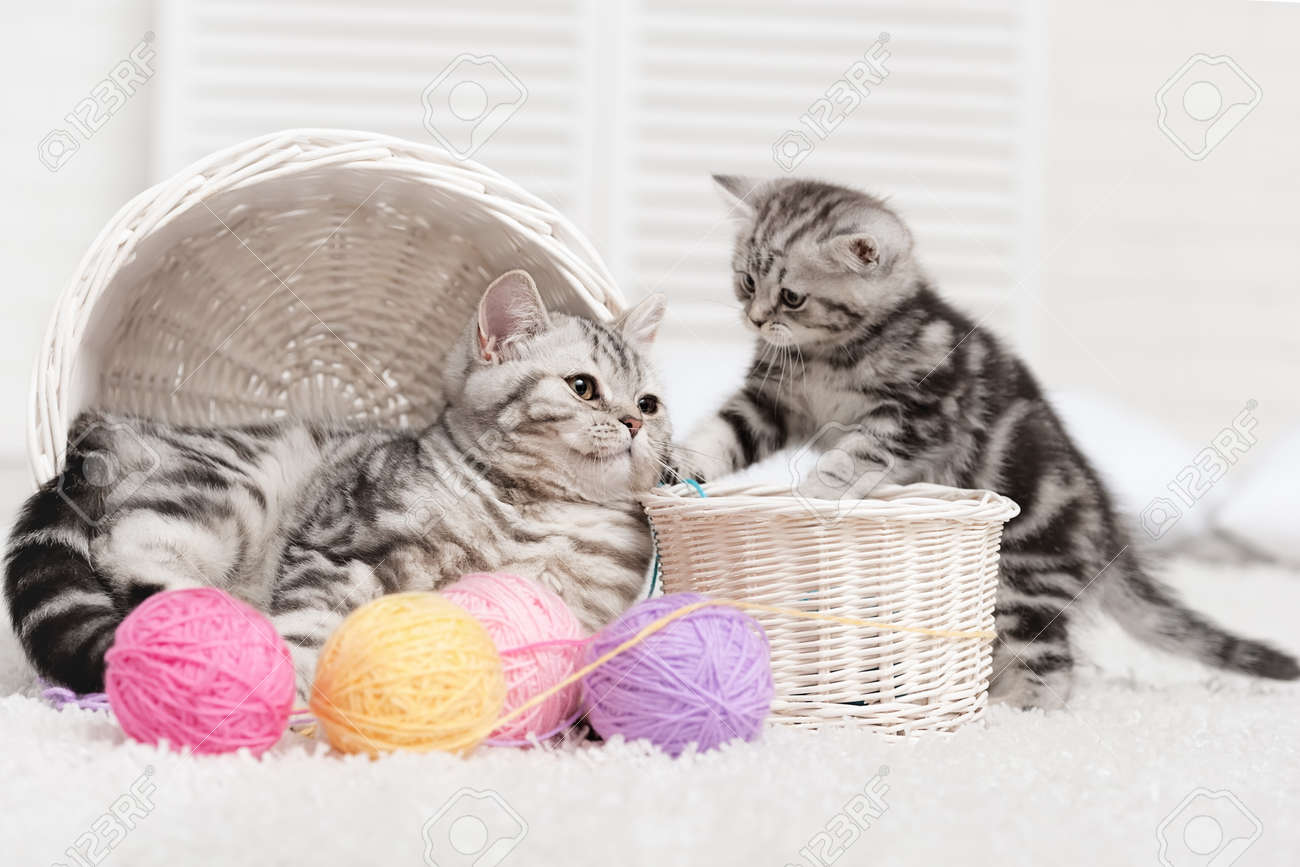 Two Cats In Baskets With Balls Of Yarn In The Interior Stock Photo Picture And Royalty Free Image Image