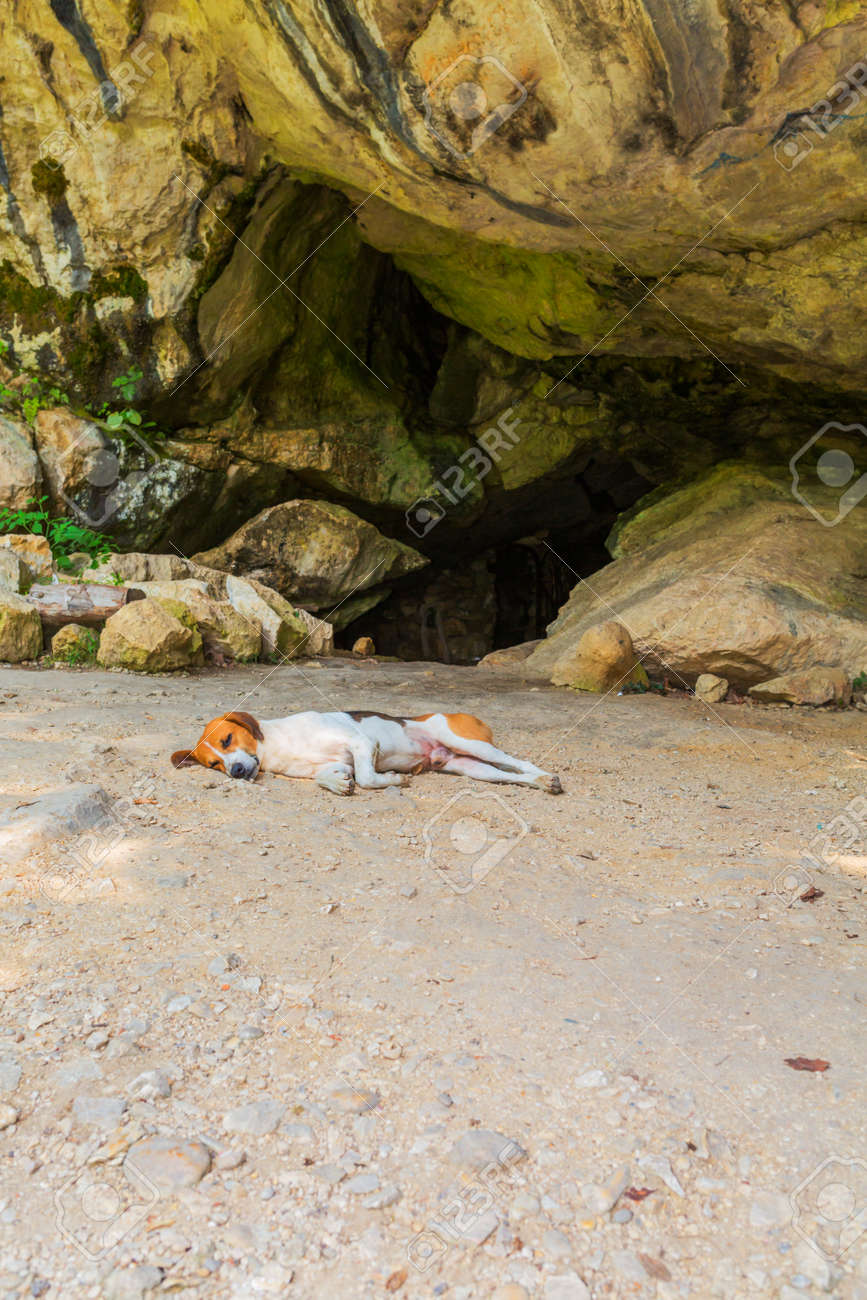 dog sleeping cave