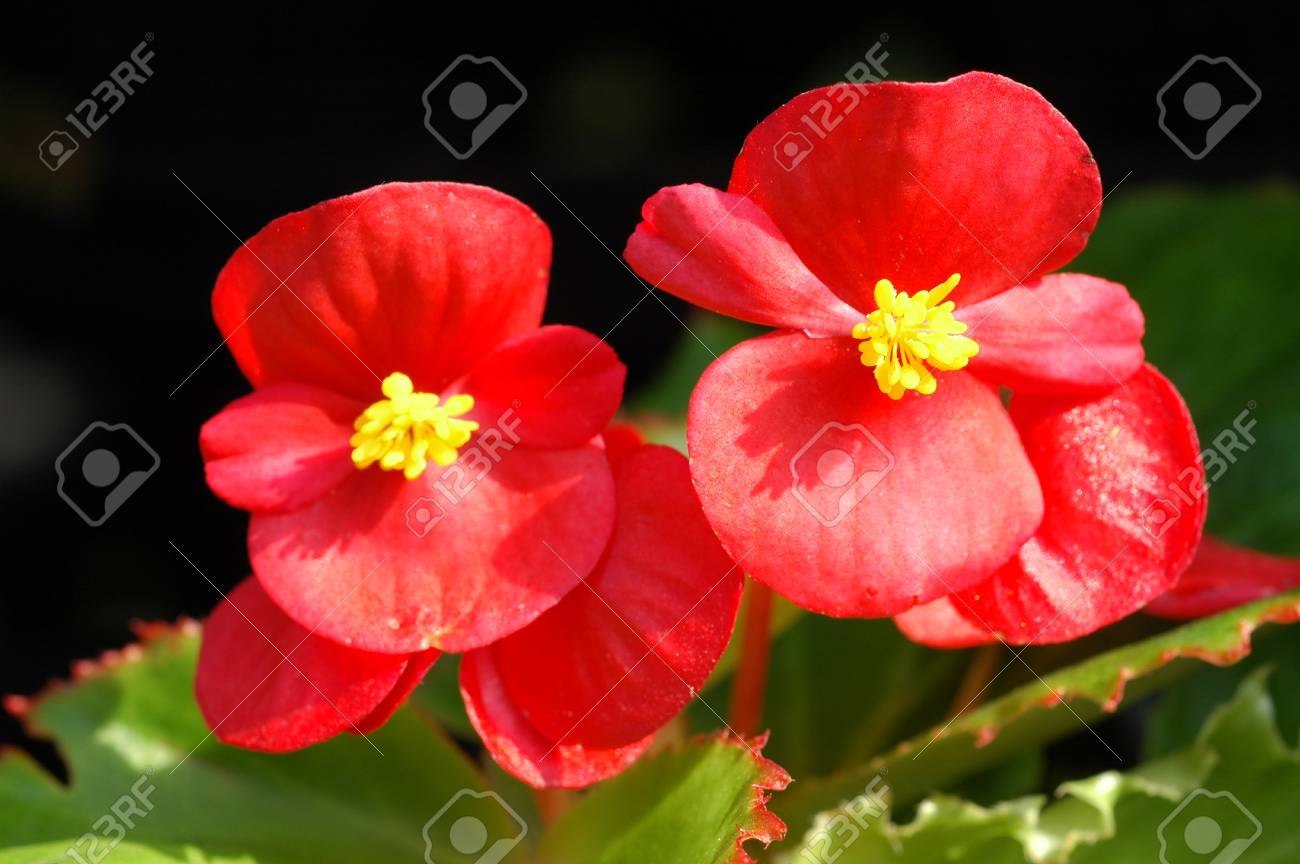Red Begonia Flowers Closeup In The Garden Stock Photo Picture And Royalty Free Image Image 91392658