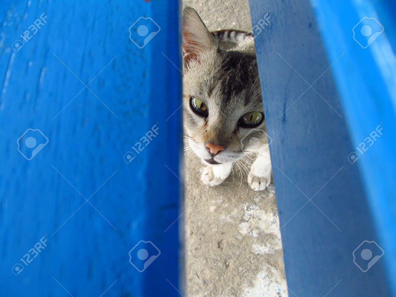 Piping Cat Stock Photo Picture And Royalty Free Image Image 79437147