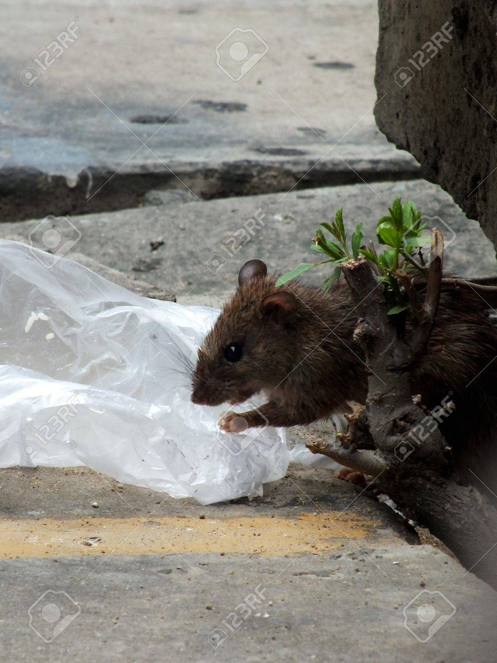 家ネズミ の写真素材 画像素材 Image 3514