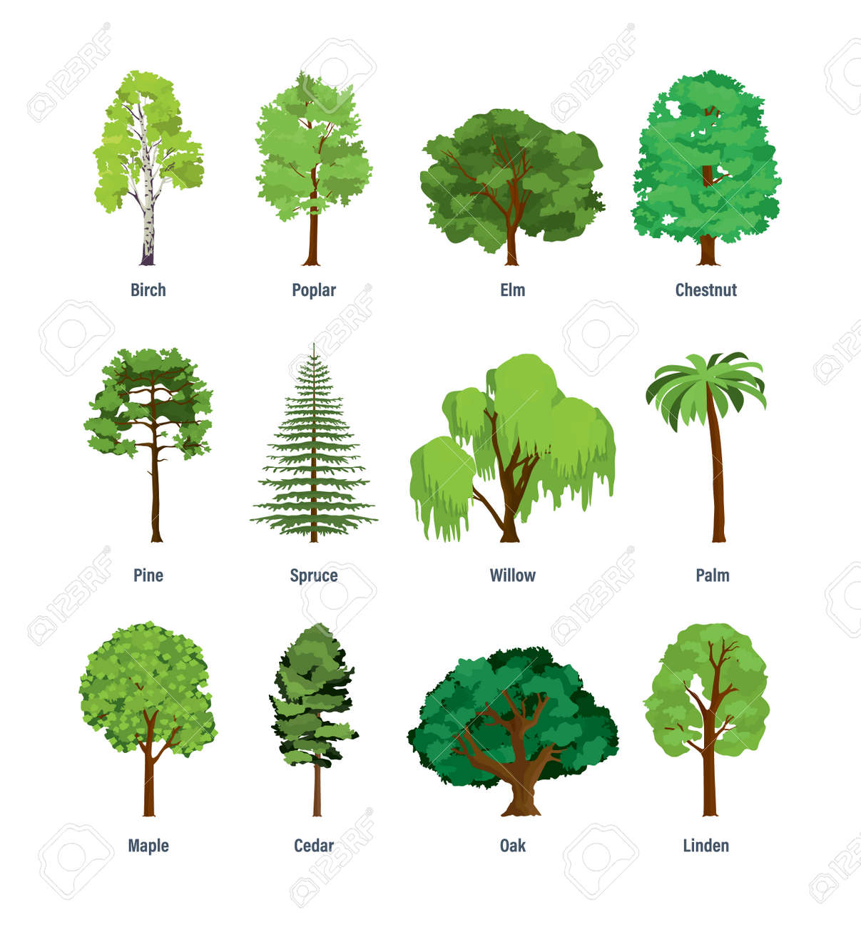 Collection De Differents Types D Arbres