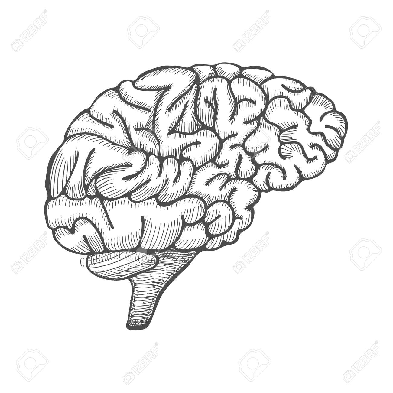 インクの人間の脳を手描き 刻まれた解剖学的イラストをスケッチします ベクトル図 のイラスト素材 ベクタ Image インクの人間の脳を手描き 刻まれた解剖学的イラストをスケッチします ベクトル図 のイラスト素材 ベクタ Image