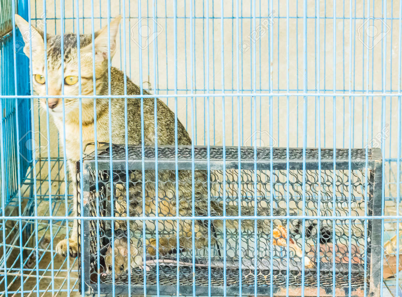 猫と一緒の檻の中のネズミ の写真素材 画像素材 Image 4090