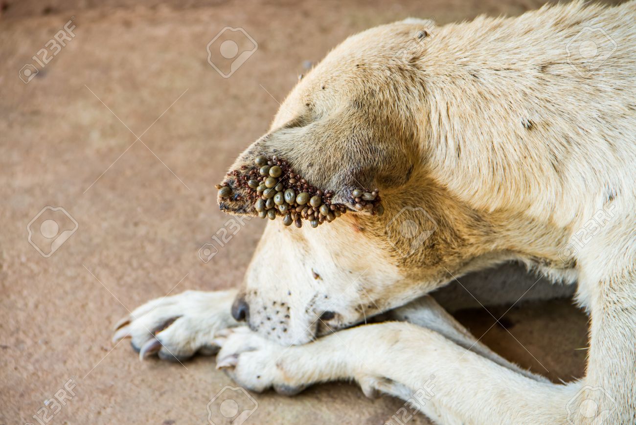 犬の耳の犬のダニ の写真素材 画像素材 Image 犬の耳の犬のダニ の写真素材 画像素材 Image