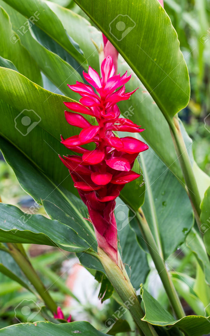 Alpinia Galanga In The Garden Stock Photo Picture And Royalty Free Image Image