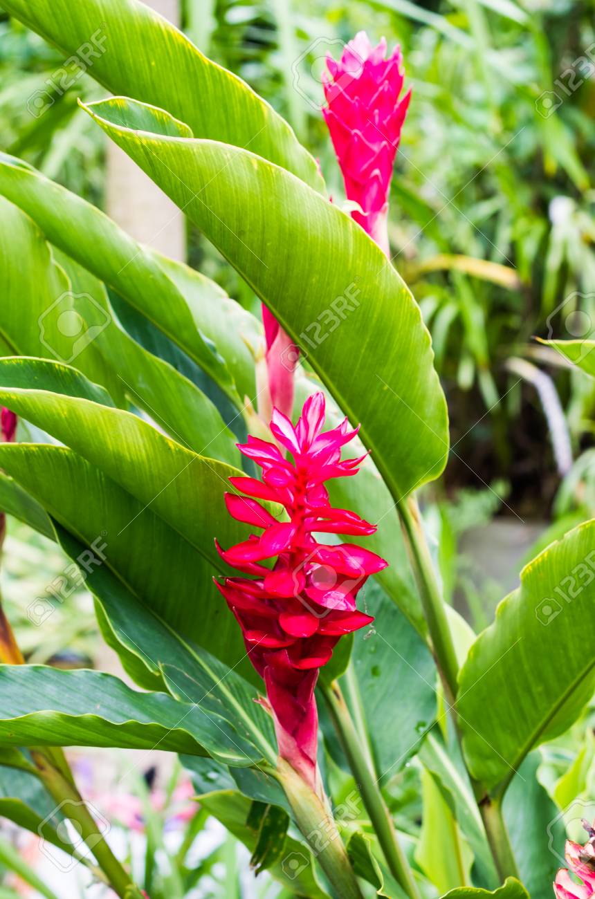 Alpinia Galanga In The Garden Stock Photo Picture And Royalty Free Image Image