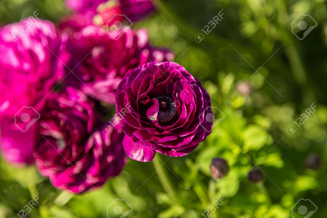 etiam-dictum-ipsum-a-felis