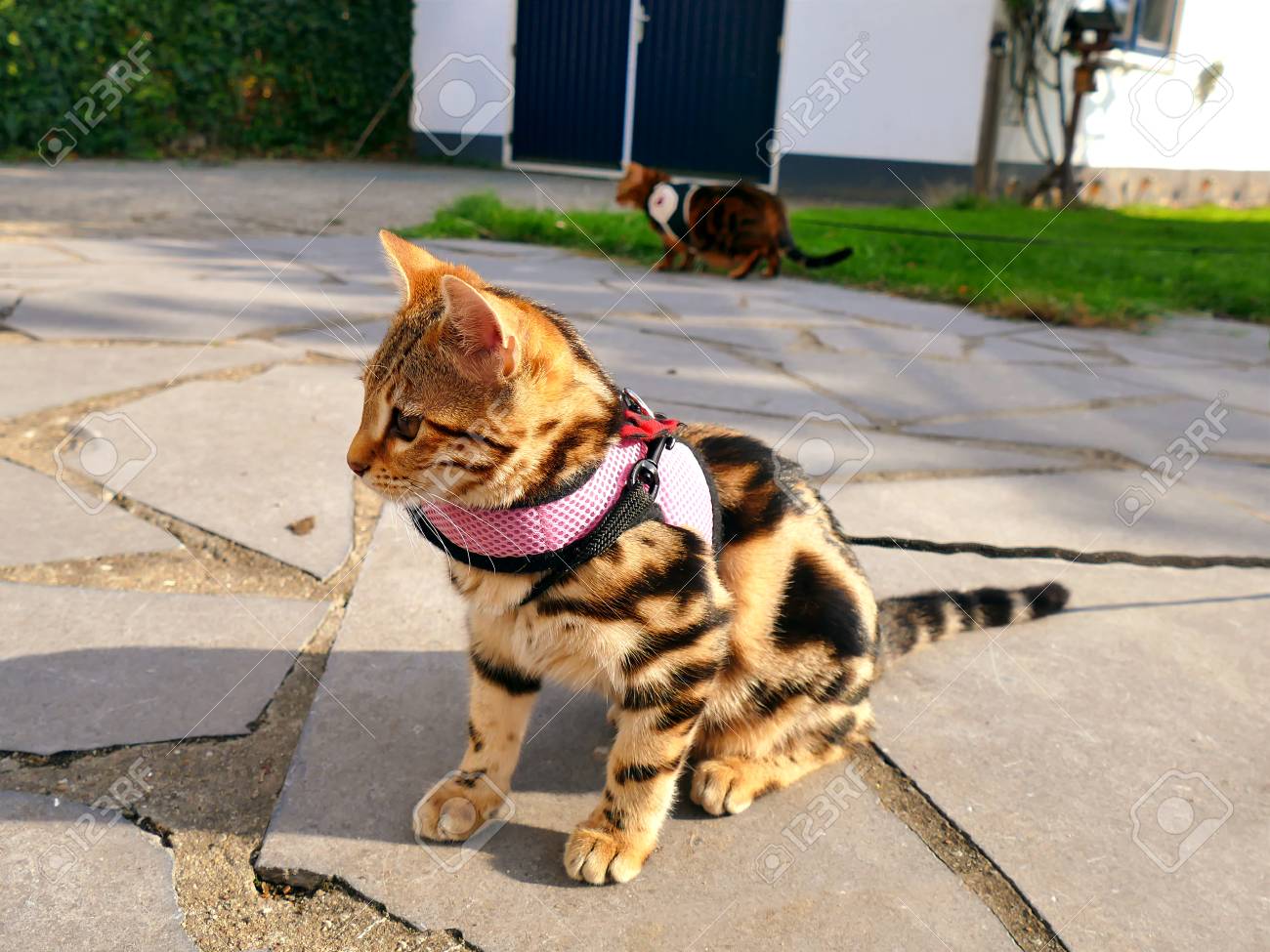 bengal harness