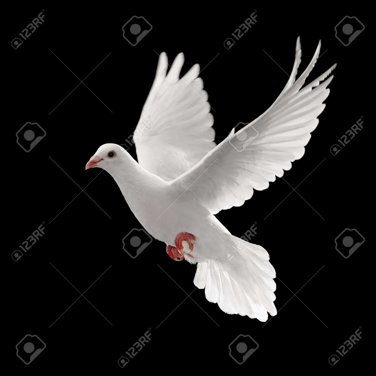 flying white dove isolated