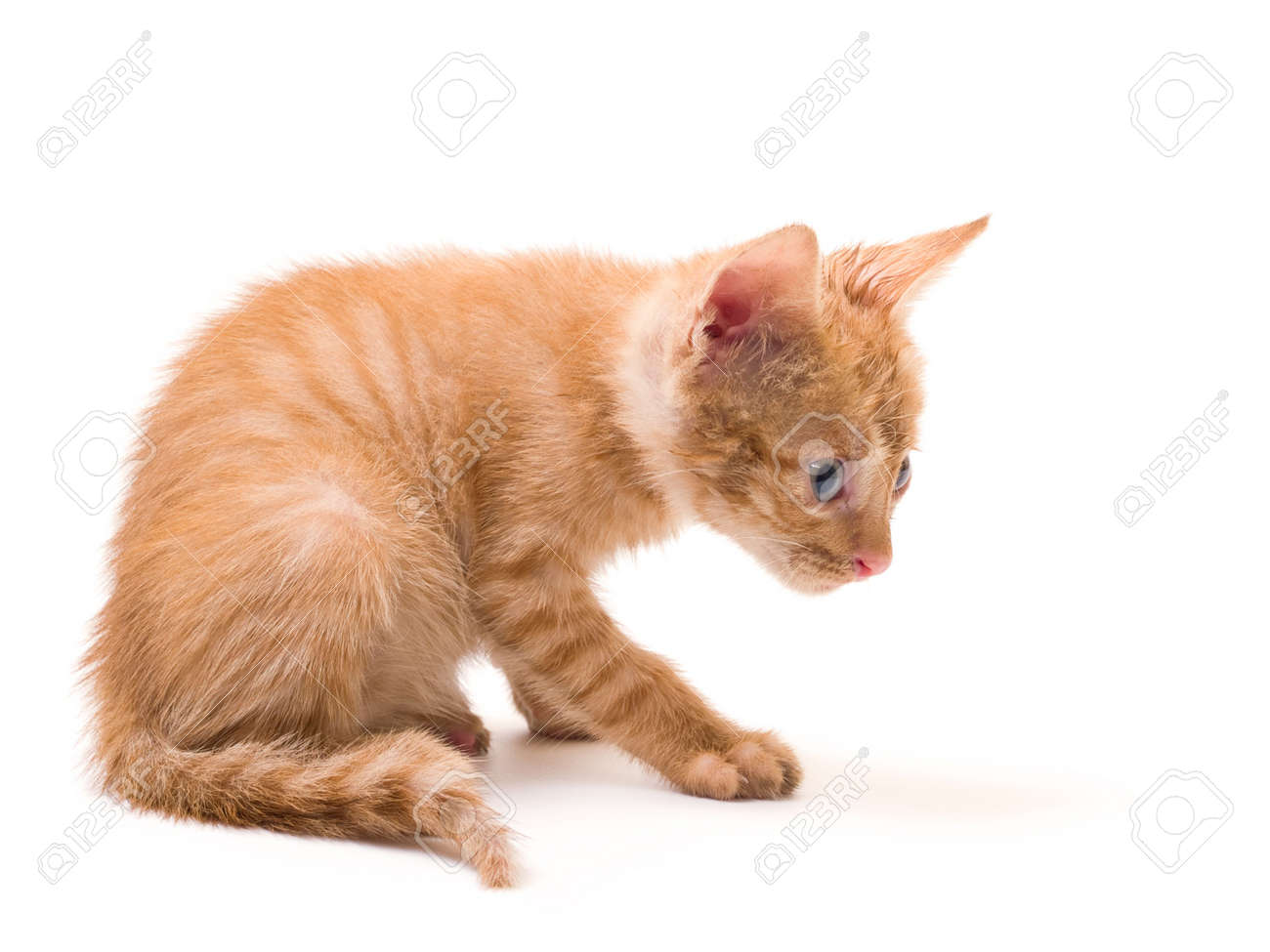 pussy en gezicht Fotos