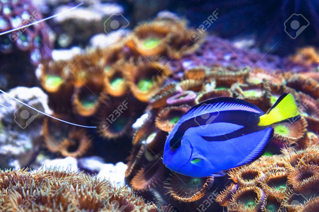 クリスタル置物BlueTangfishナンヨウハギ】魚フィッシュかわいい青黄