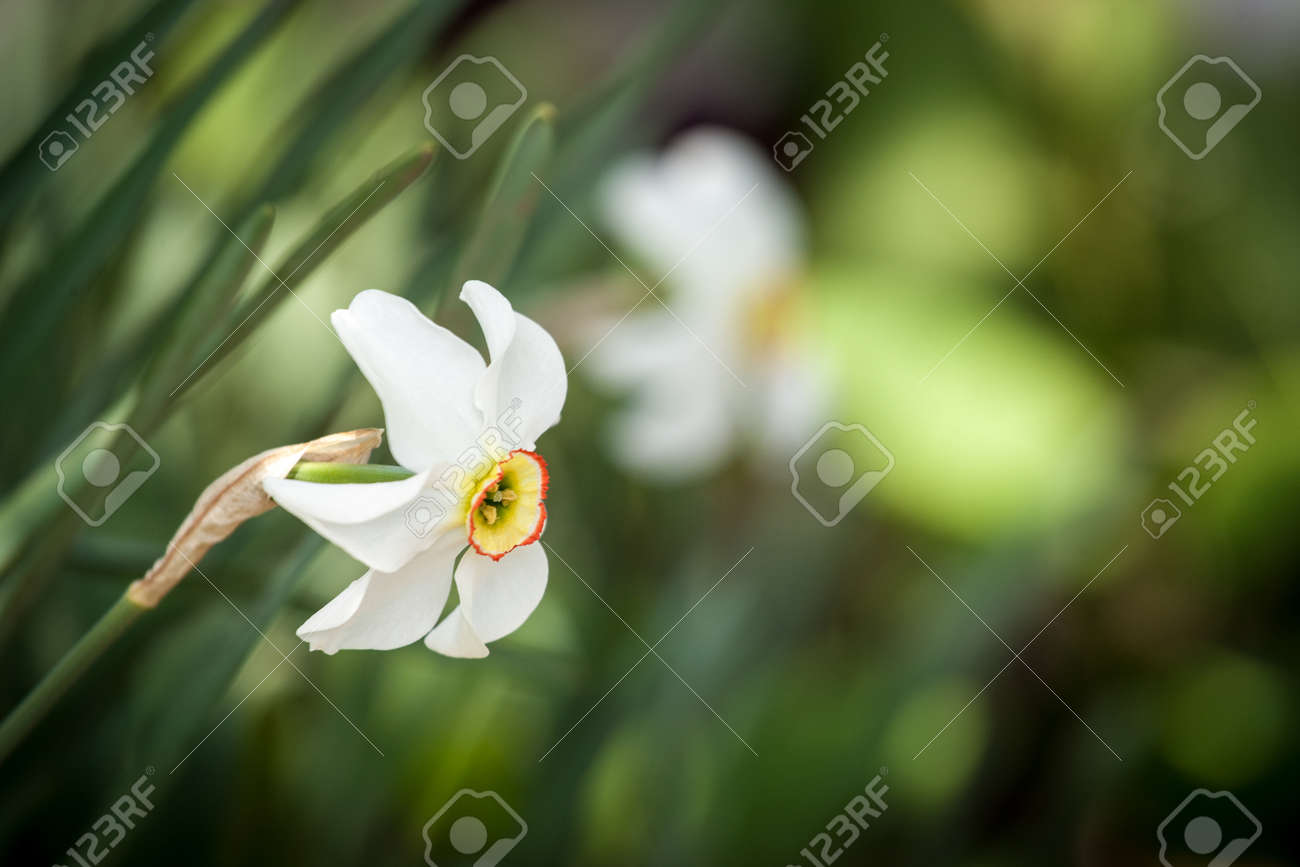 white daffodil flower in nature fresh dafodil flower stock photo