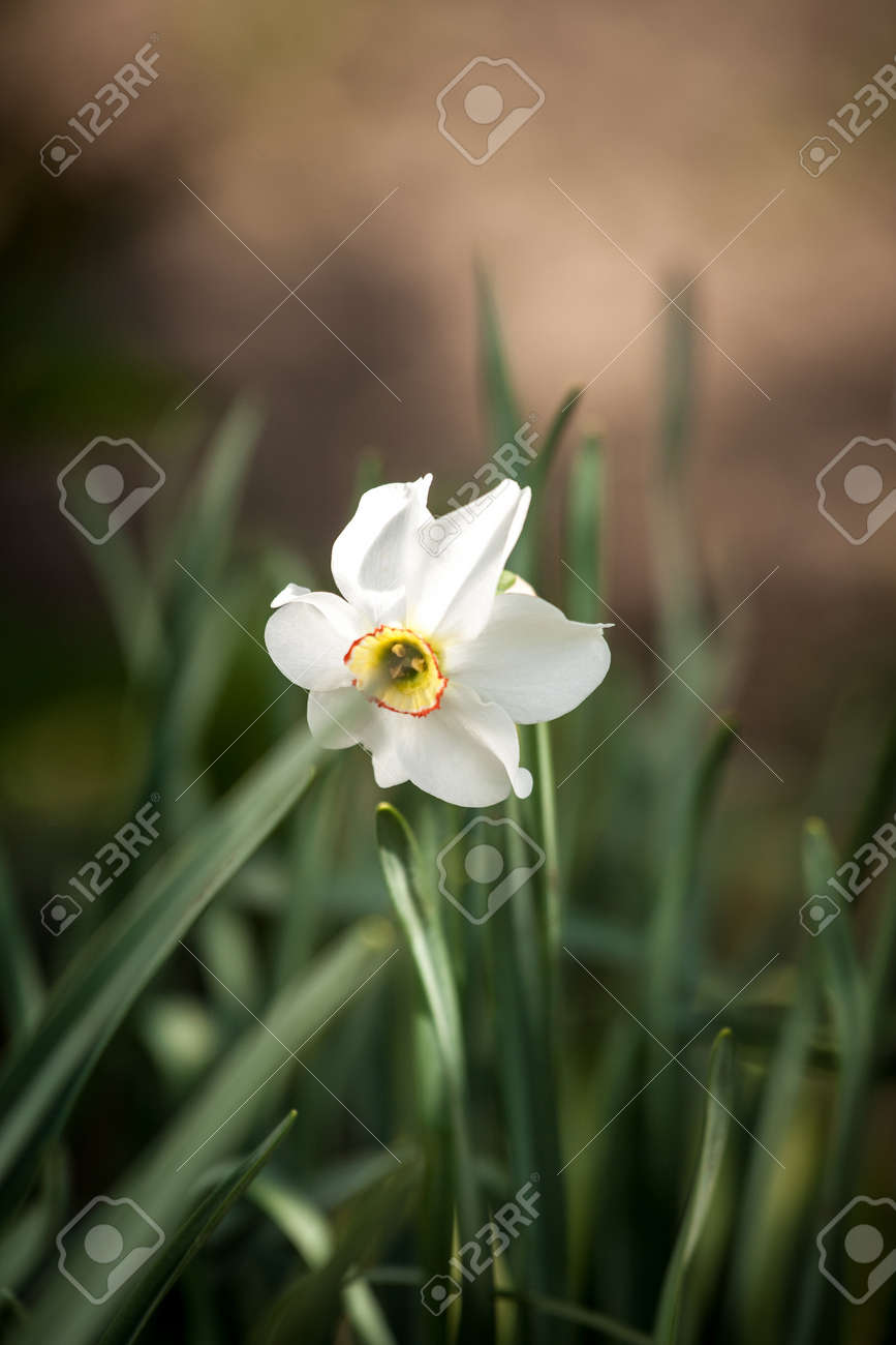 white daffodil flower in nature fresh dafodil flower stock photo