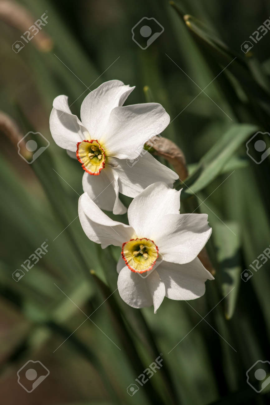 自然の中で白い水仙の花 新鮮なダフォディルの花 の写真素材 画像素材 Image