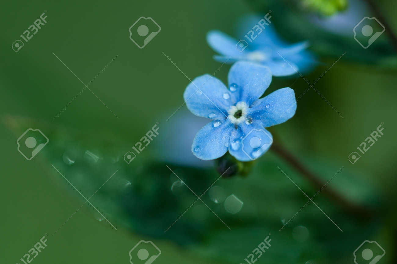 植物園の園芸植物自然画像 上の緑の植物の間で雨の滴 露 クローズ アップと忘れな草 Myosotis ムラサキ科オオルリソウ属 花がぼやけています の写真素材 画像素材 Image