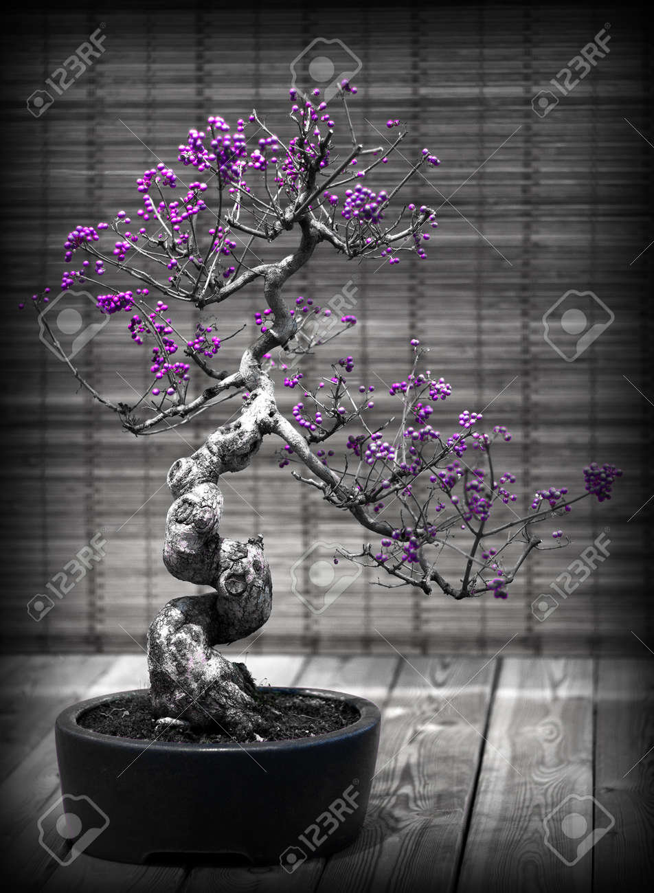Decorative black and white bonsai tree with purple berries an example of the ancient japanese