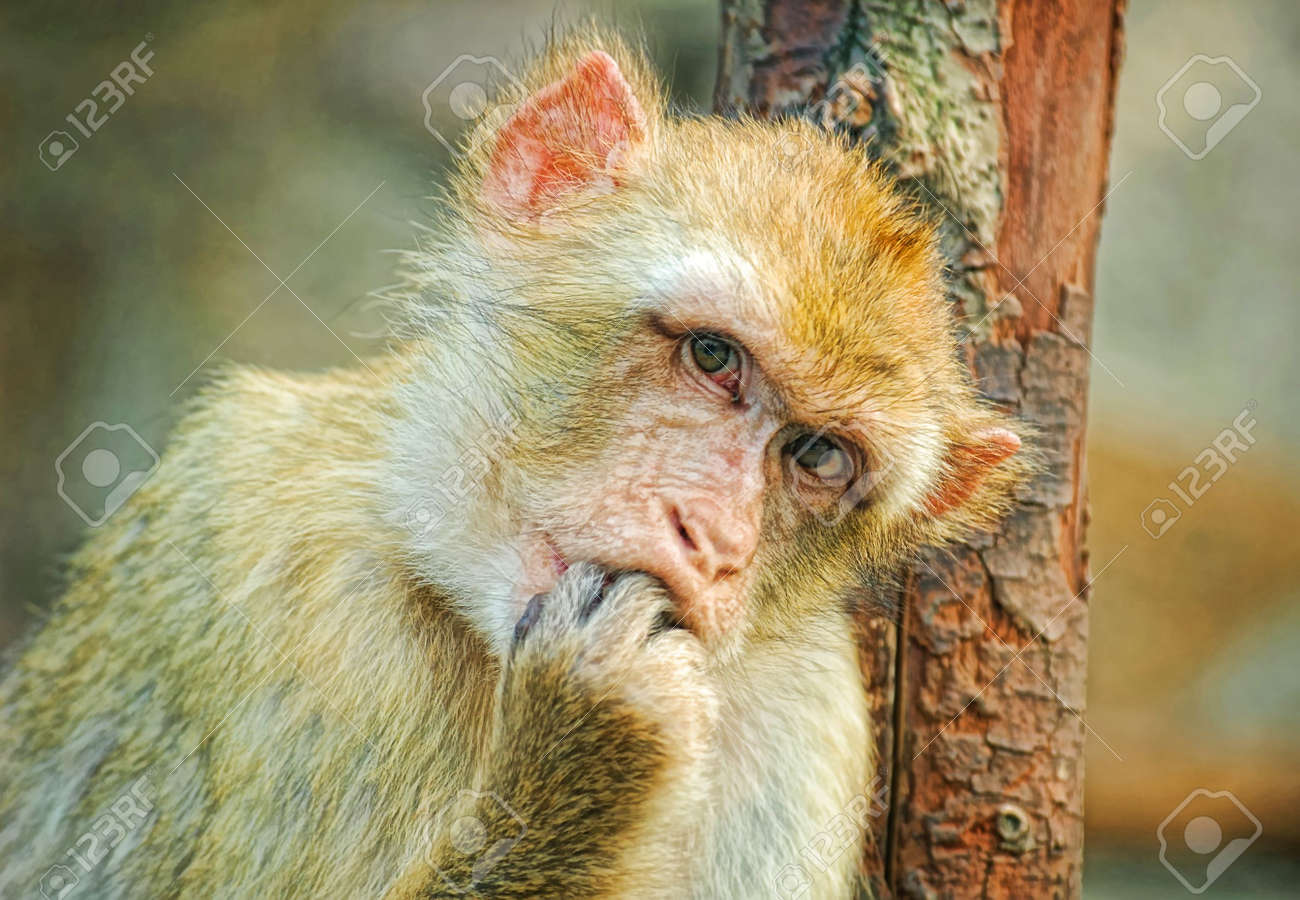 面白い猿の口に指を置く の写真素材 画像素材 Image 面白い猿の口に指を置く の写真素材 画像素材 Image