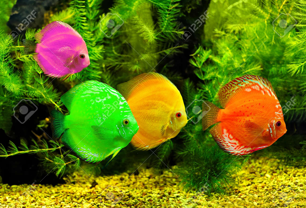 Colorful Fishes In The Water Stock Photo, Picture and Royalty Free Image.  Image 7782433.