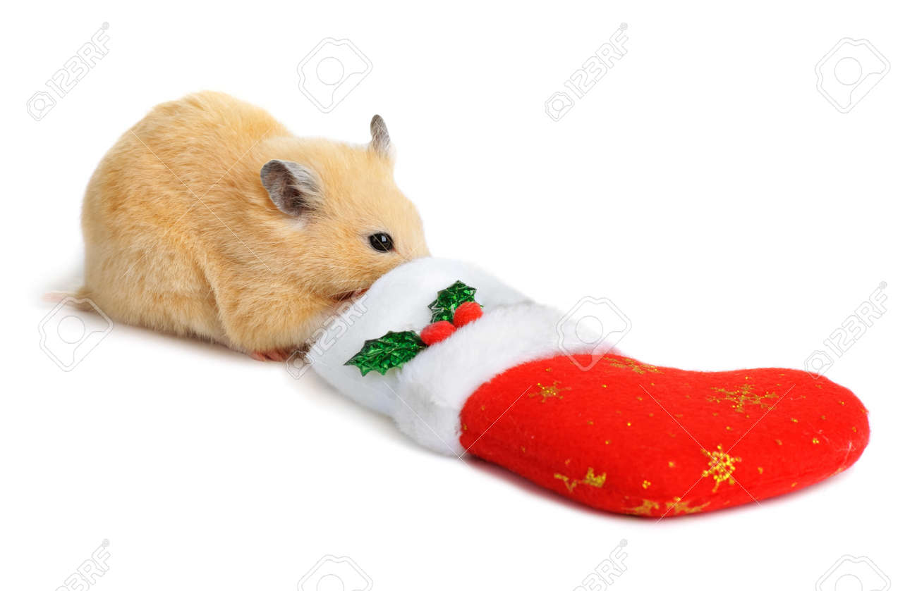 hamster in a sock