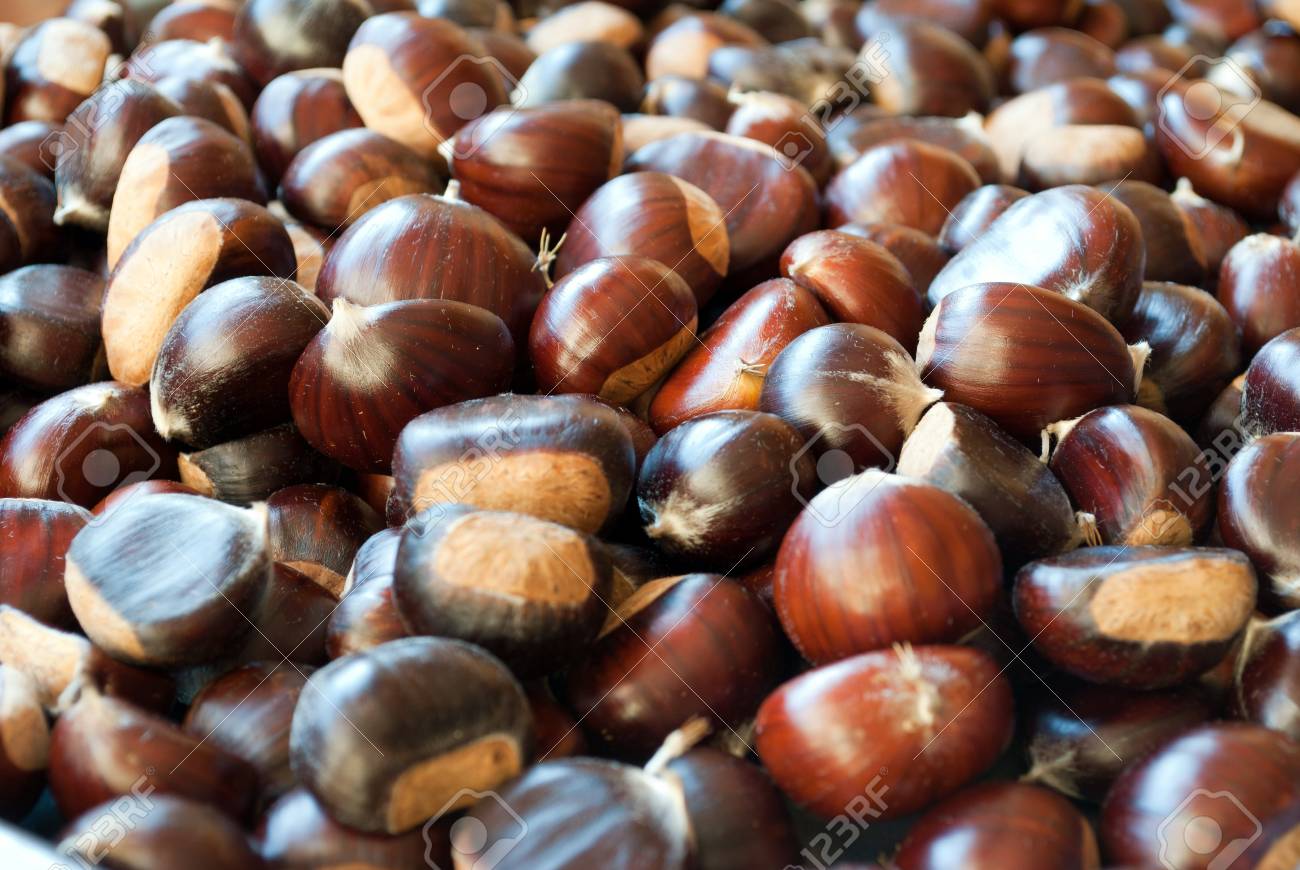 森の中から新鮮な栗の絵 の写真素材 画像素材 Image