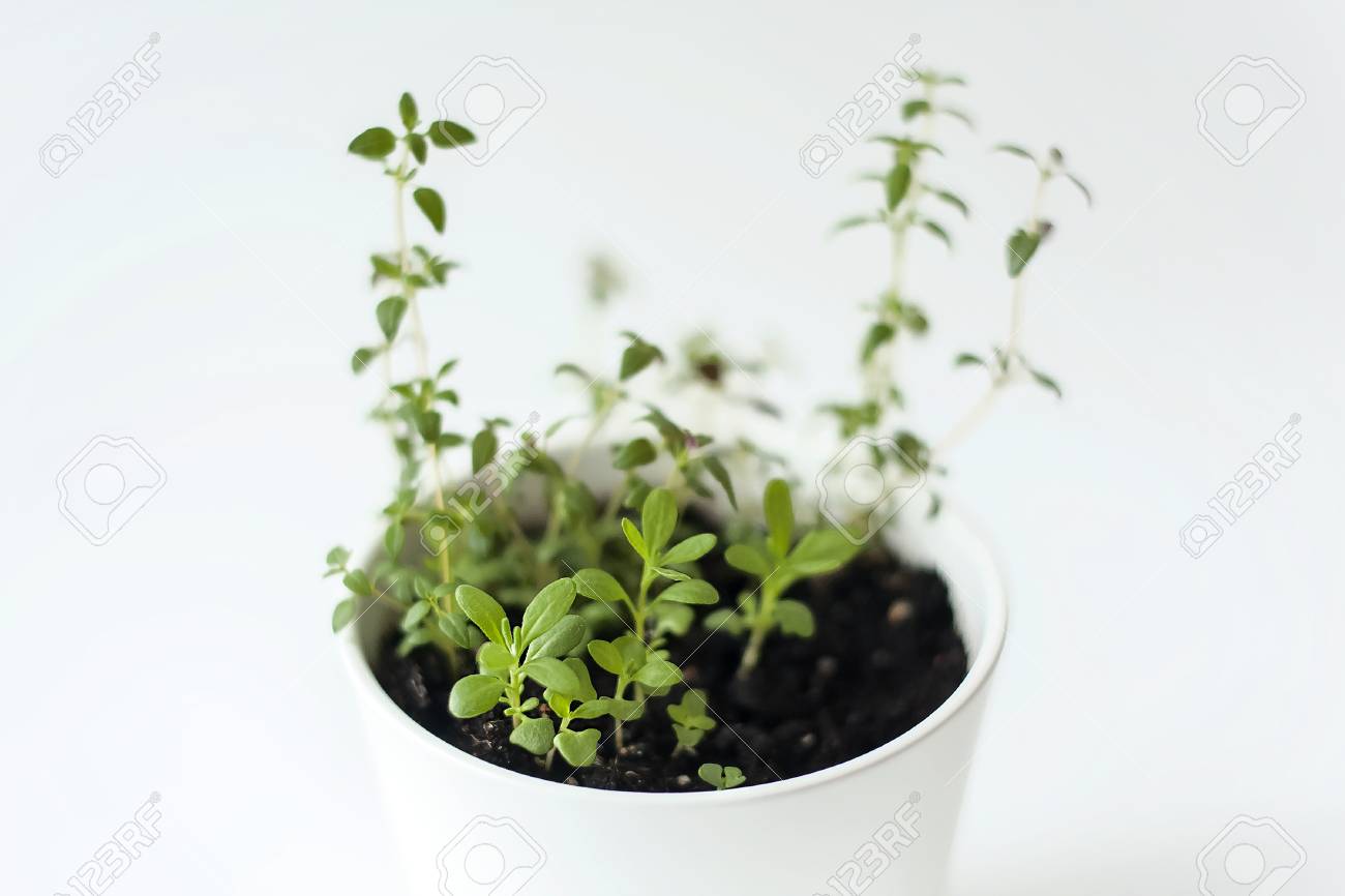 Thymus Vulgaris (Common Thyme, German Thyme, Garden Thyme) And Rosemary  (Rosmarinus Officinalis) Seedlings In White Pot. Green Aromatic Herb, Young  Plants, Leaves. Gardening Concept. Healthy Food Stock Photo, Picture And  Royalty Free