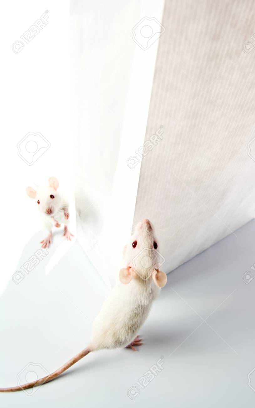 かわいい白ネズミが白い袋を調べる の写真素材 画像素材 Image