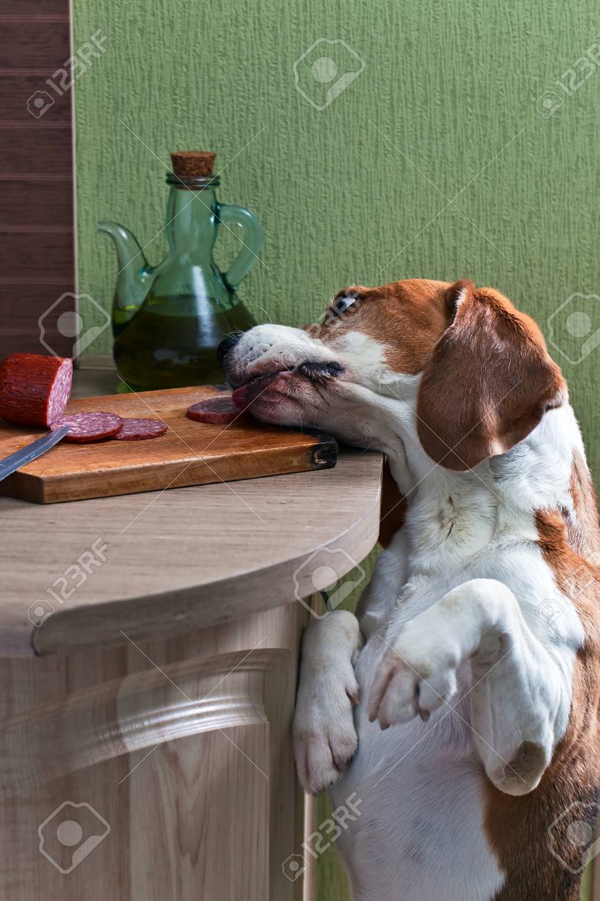 犬とソーセージ の写真素材 画像素材 Image