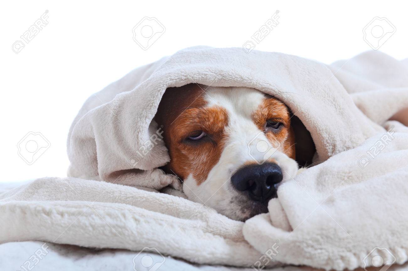 dog under a blanket