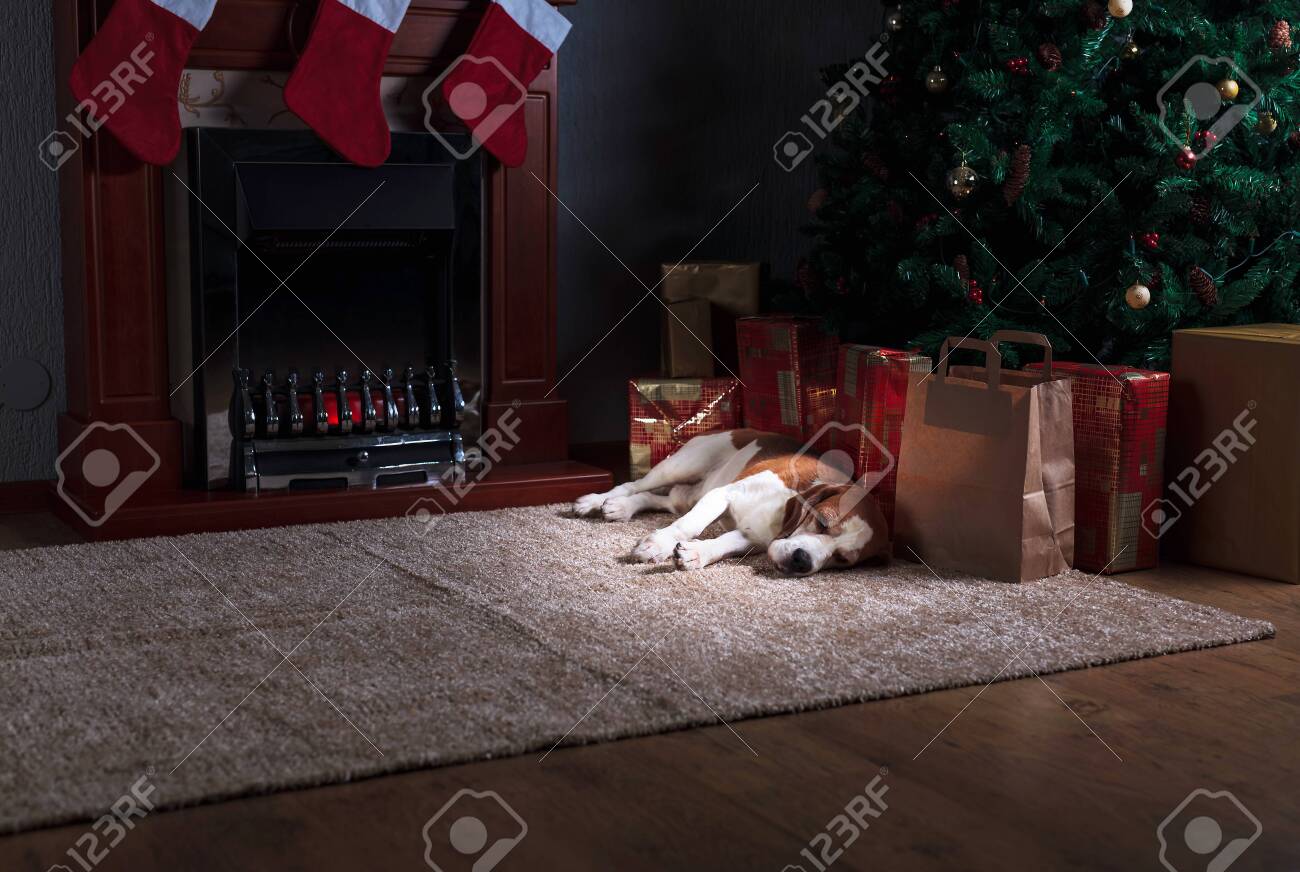 Funny Dog Rest On Carpet Near To Fireplace Beagle In Empty