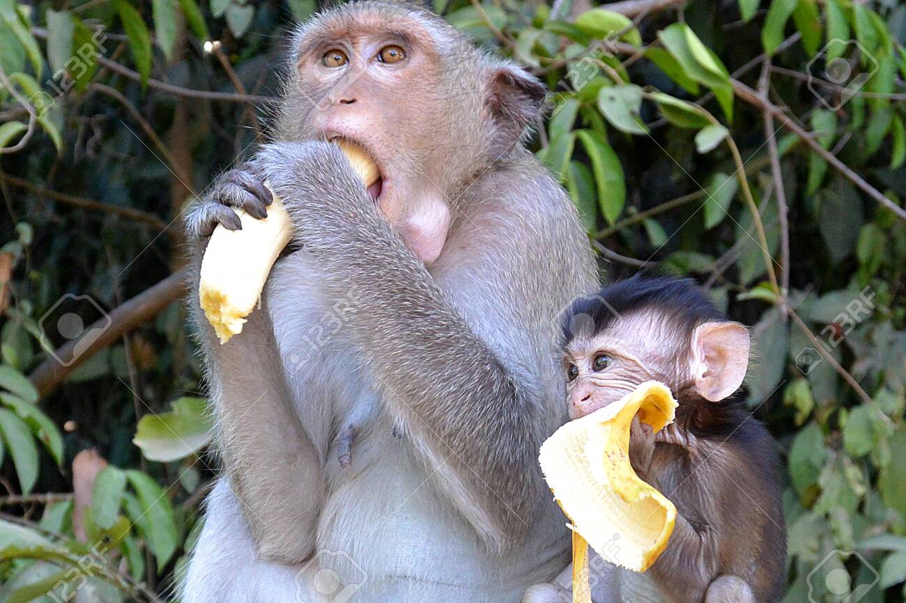 Two Monkeys Mom And Cub Eat Bananas Grey Yellow Green Cambodia Thailand India Asia Stock Photo Picture And Royalty Free Image Image 133244906