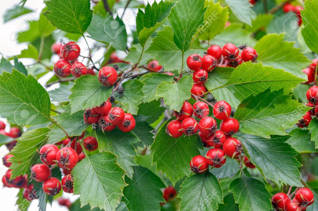 Rote Beeren Auf Dornigen Zweigen Rote Beeren Und Blatter Auf Dornigen Zweigen Weissdorn Oder Thornapple Crataegus Weissdorn Weissdorn Close Up Selektiver Fokus Flacher Dof Lizenzfreie Fotos Bilder Und Stock Fotografie Image 70655803