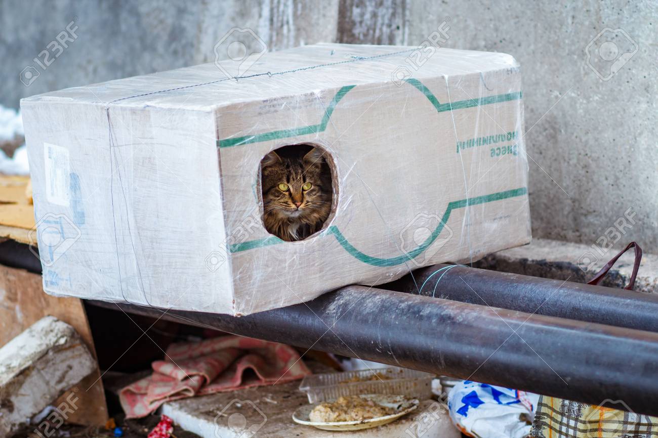 Animaux Errants En Hiver Chat Sans Abri Assis Sur Une Canalisation De Chauffage Chat Congele Sans Abri Se Rechauffe Sur Des Tuyaux Personnes Faisant Une Maison En Boite Pour Un Chat Sans