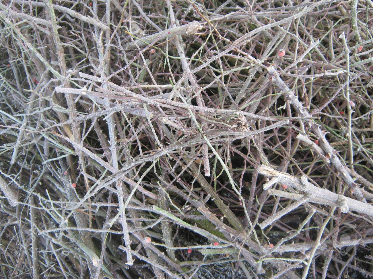 Frosted Brushwood Stock Photo Picture And Royalty Free Image Image