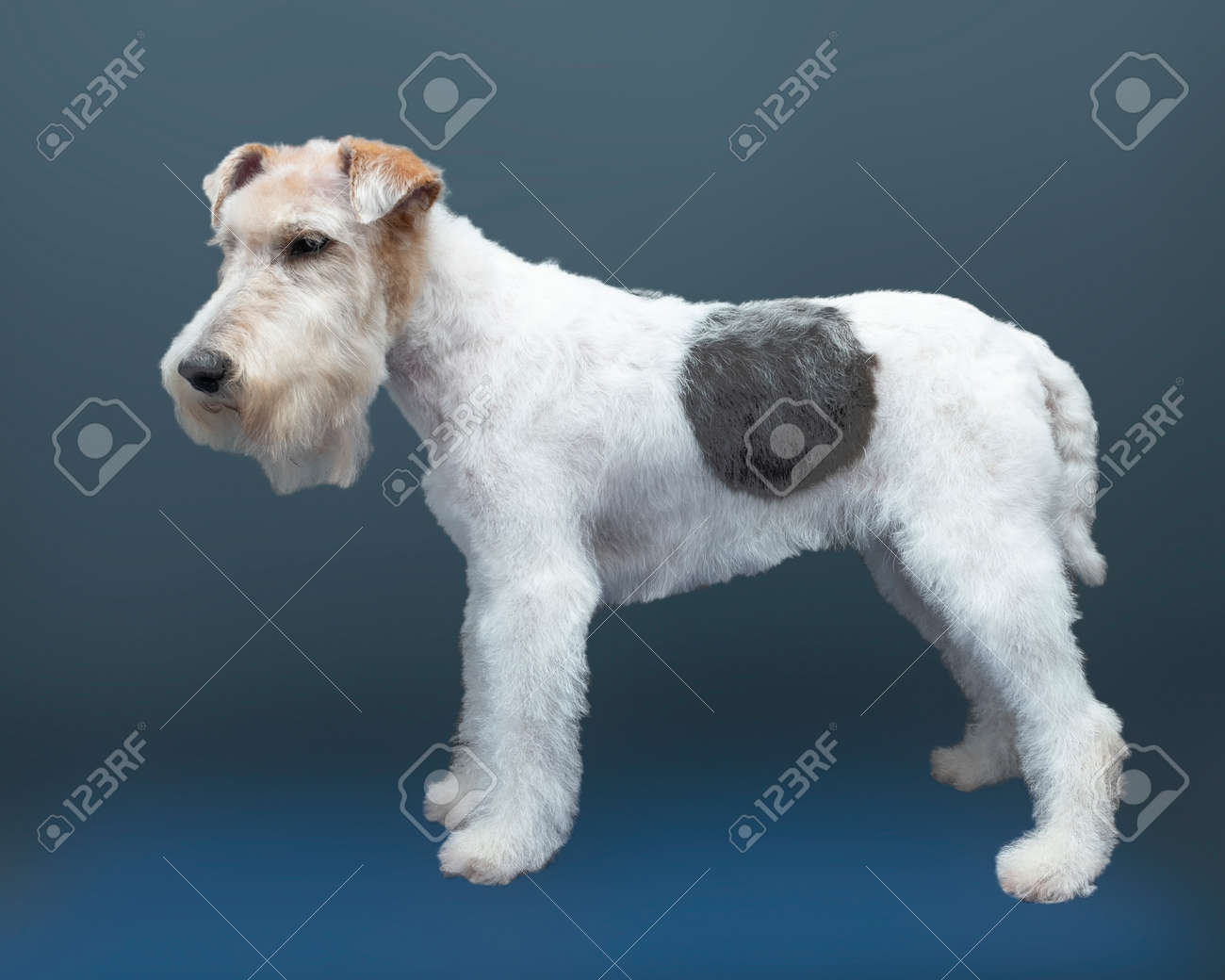 fox terrier grooming