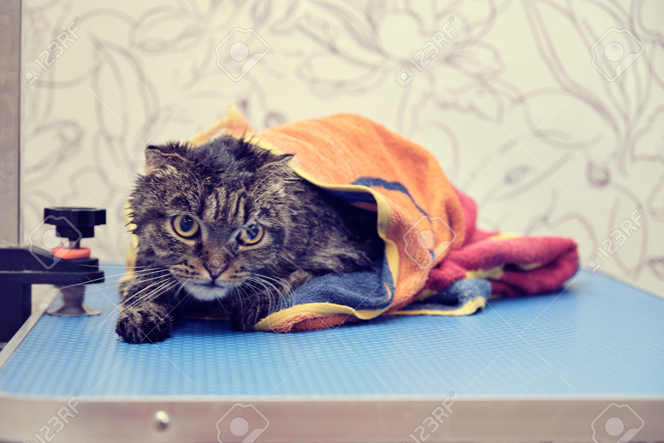 Um pequeno gatinho vermelho olha para fora de uma cesta de vime