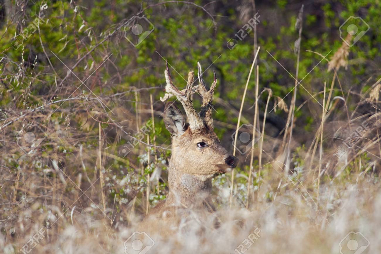 Furry Bush Standing Furry Bush Standing