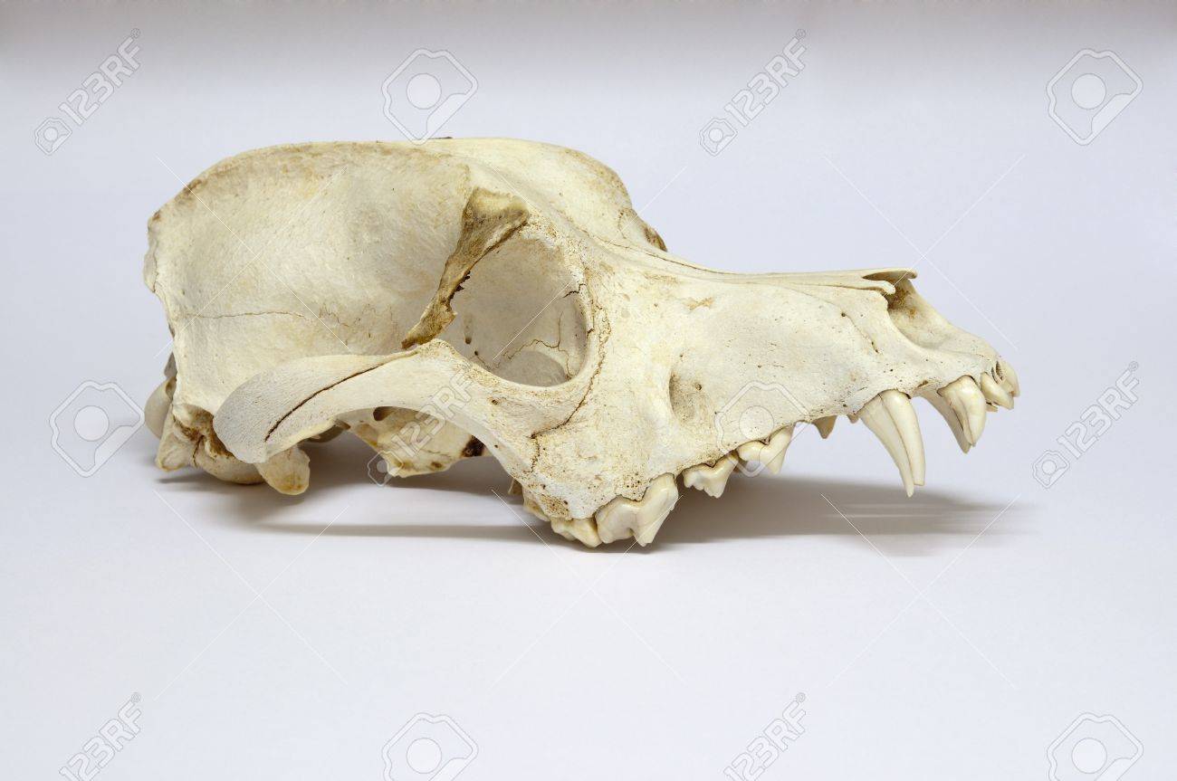 Picture Of Dog Skull With White Background Stock Photo, Picture and Royalty  Free Image. Image 12473751., image size:1300x863