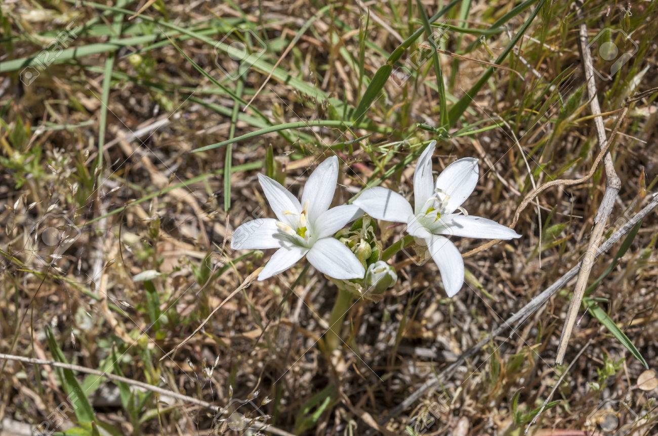 Star Of Bethlehem オルニソガラム アンベラタムの花 グアダラマ山脈 ペドゥリサ マドリード スペインで撮影した写真 の写真素材 画像素材 Image Star Of Bethlehem オルニソガラム アンベラタムの花 グアダラマ山脈 ペドゥリサ マドリード スペインで撮影した写真 の写真素材 画像素材 Image