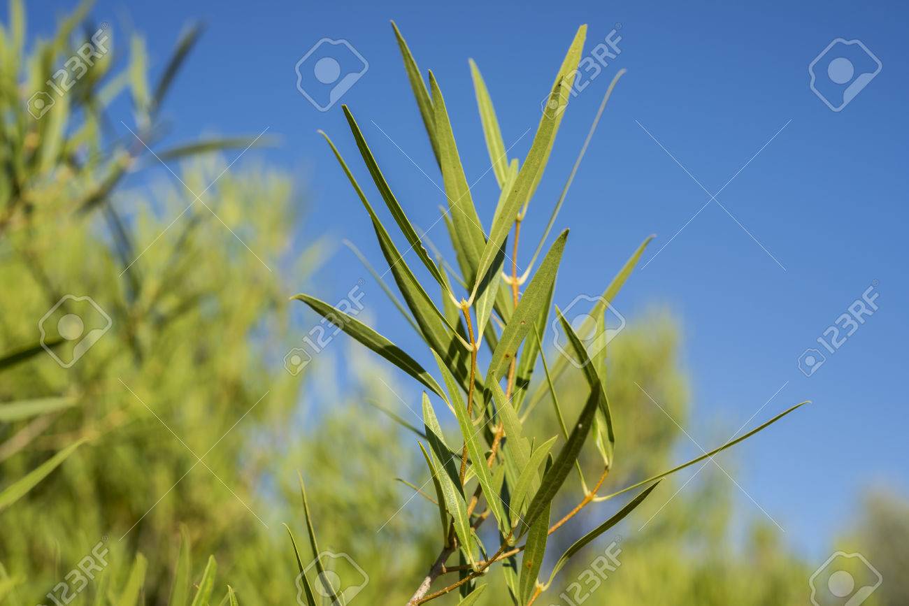 Phillyrea à identifier 83016601-feuillage-de-phillyrea-angustifolia-c-est-une-esp%C3%A8ce-de-la-famille-des-ol%C3%A9ac%C3%A9es-originaire-de-la-r%C3%A9gion-m