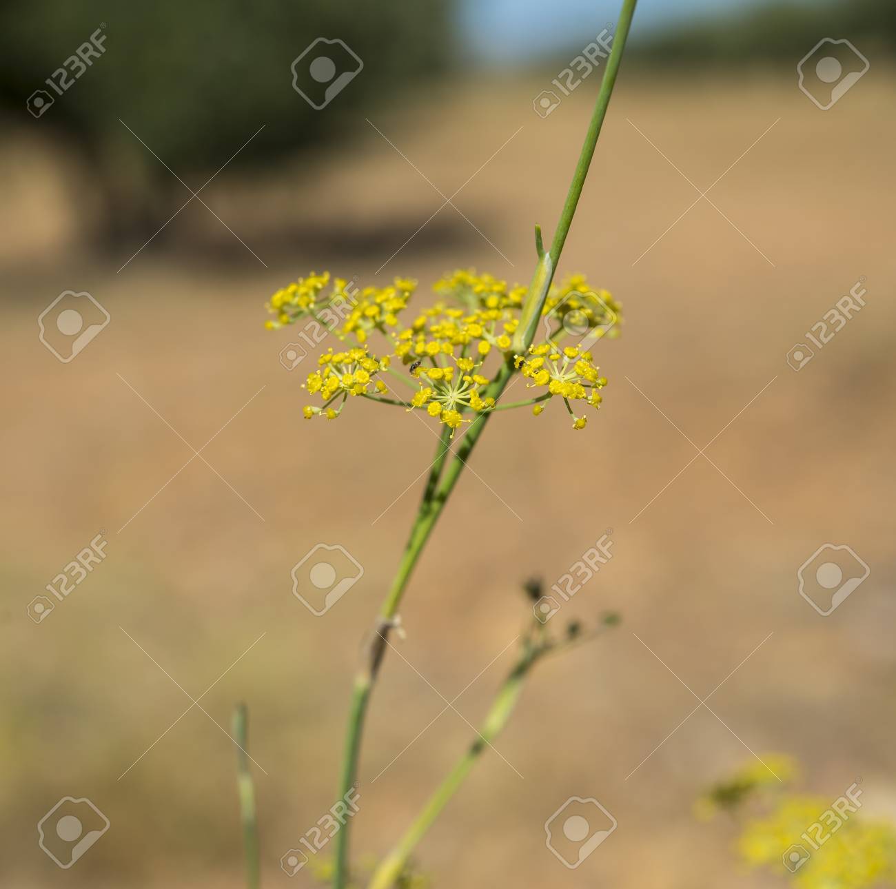 花とフェンネル ウイキョウ フェンネルの葉 シウダード実県 スペインで撮影した写真 の写真素材 画像素材 Image 花とフェンネル ウイキョウ フェンネルの葉 シウダード実県 スペインで撮影した写真 の写真素材 画像素材 Image