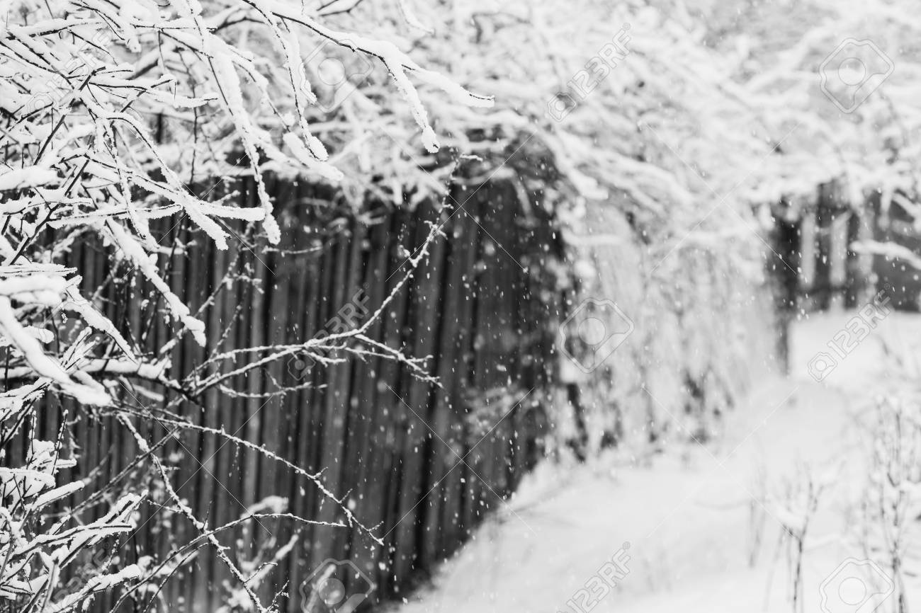 黒と白のアート写真モノクロ 妖精冬森雪の中で 冬時間 豪雪 雪の中での木 美しい風景です 幹や木の枝 の写真素材 画像素材 Image