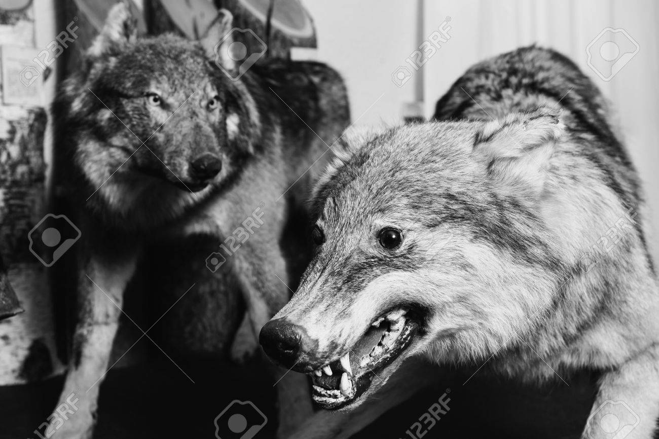 Black and white art photography monochrome muzzle the wolf close up