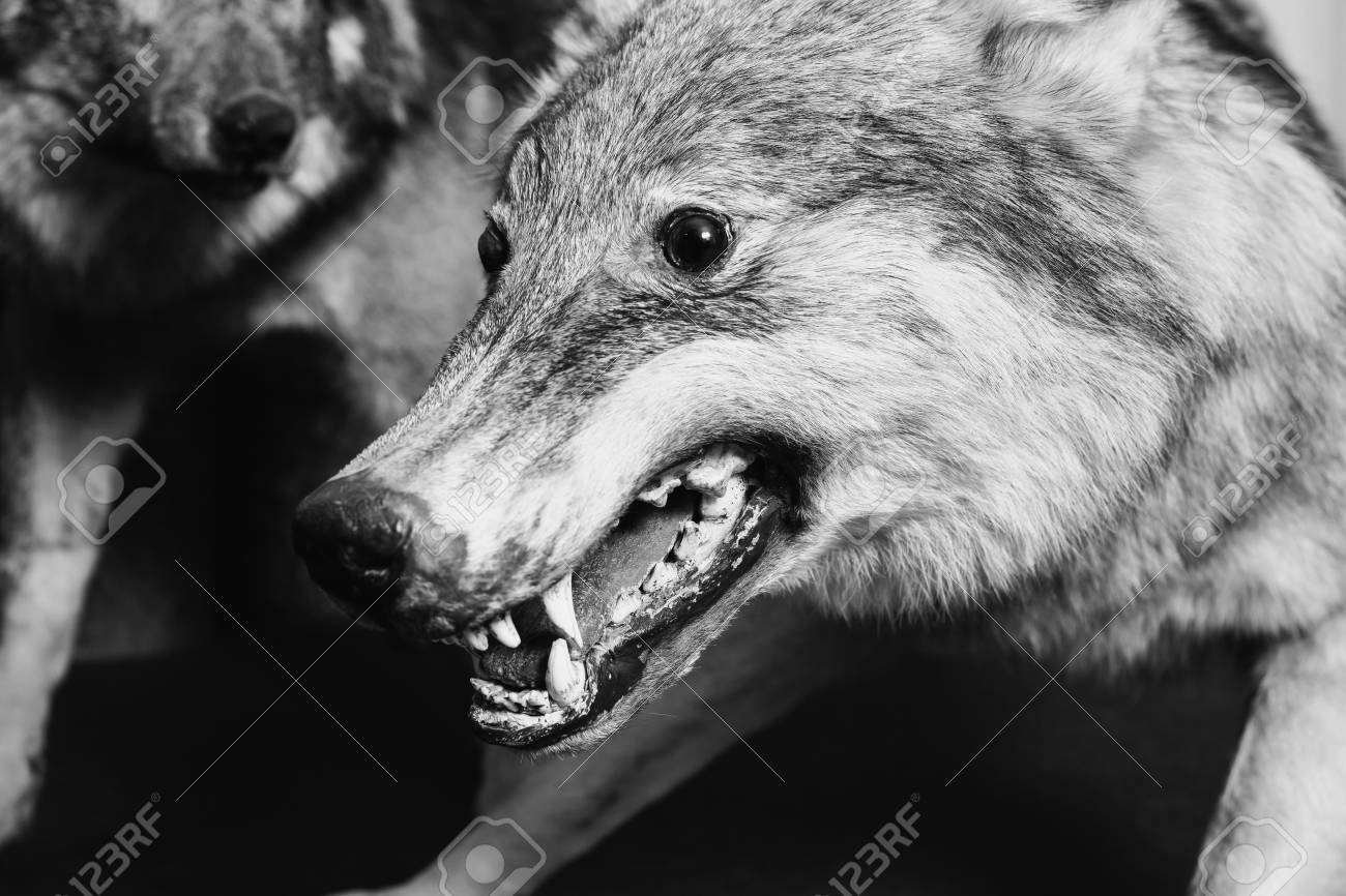 Black and white art photography monochrome muzzle the wolf close up