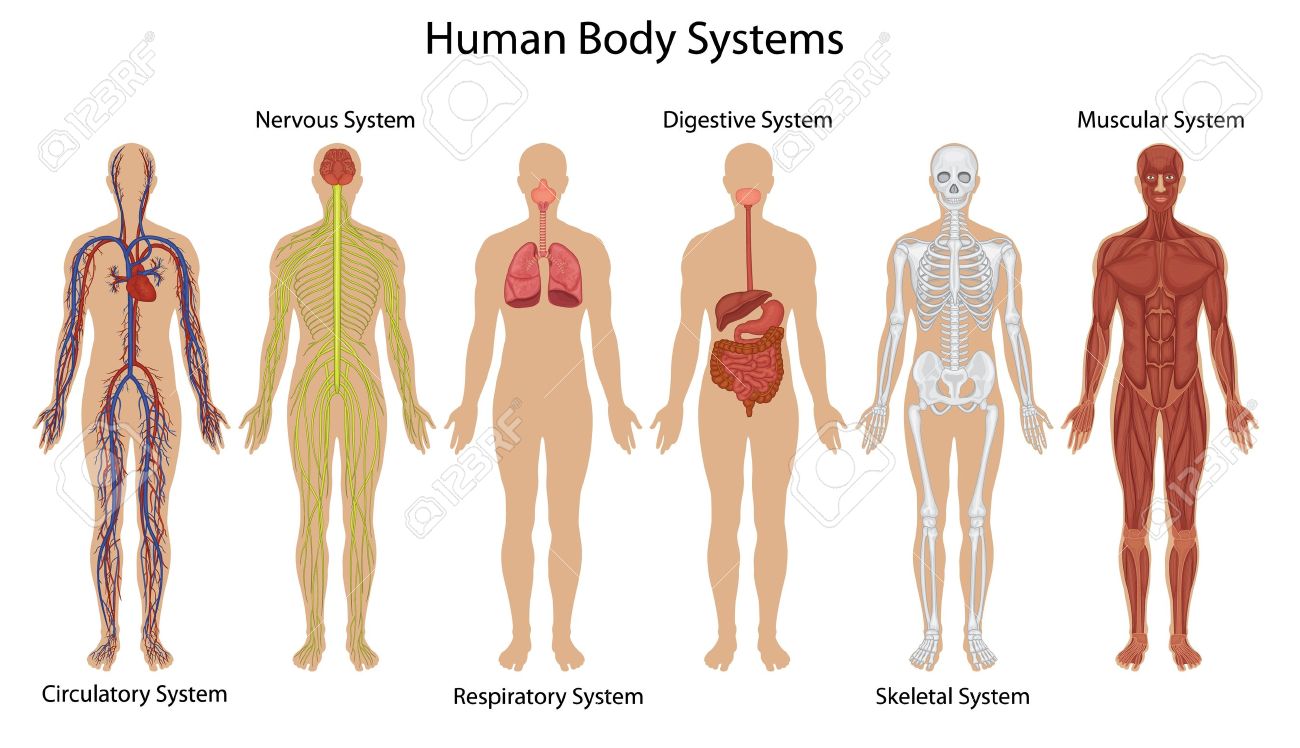 human vectors