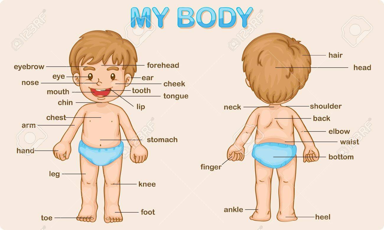 Las Partes del Cuerpo