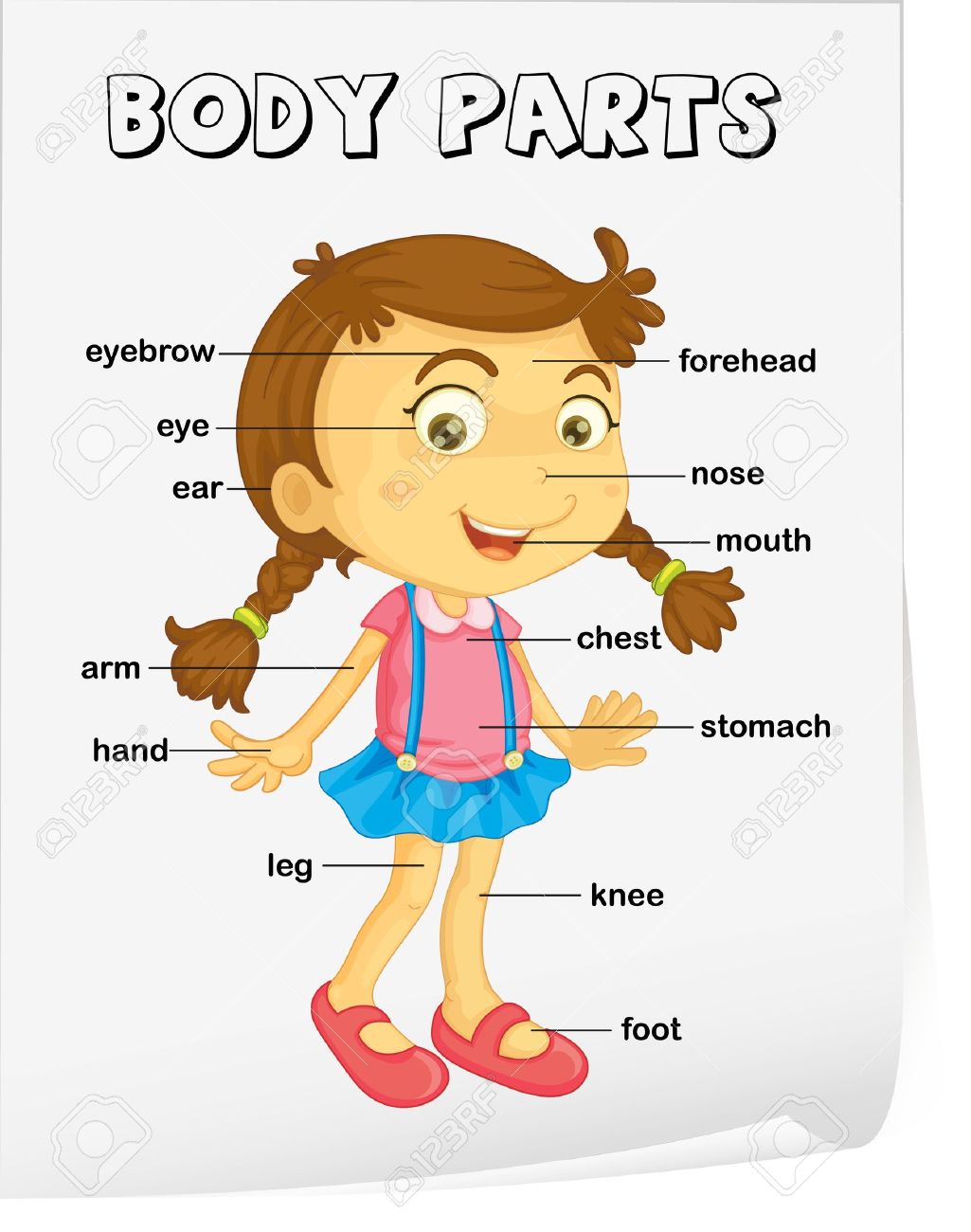Worksheets Body Parts In Spanish Worksheet vocabulary worksheet parts of the body royalty free cliparts vector body