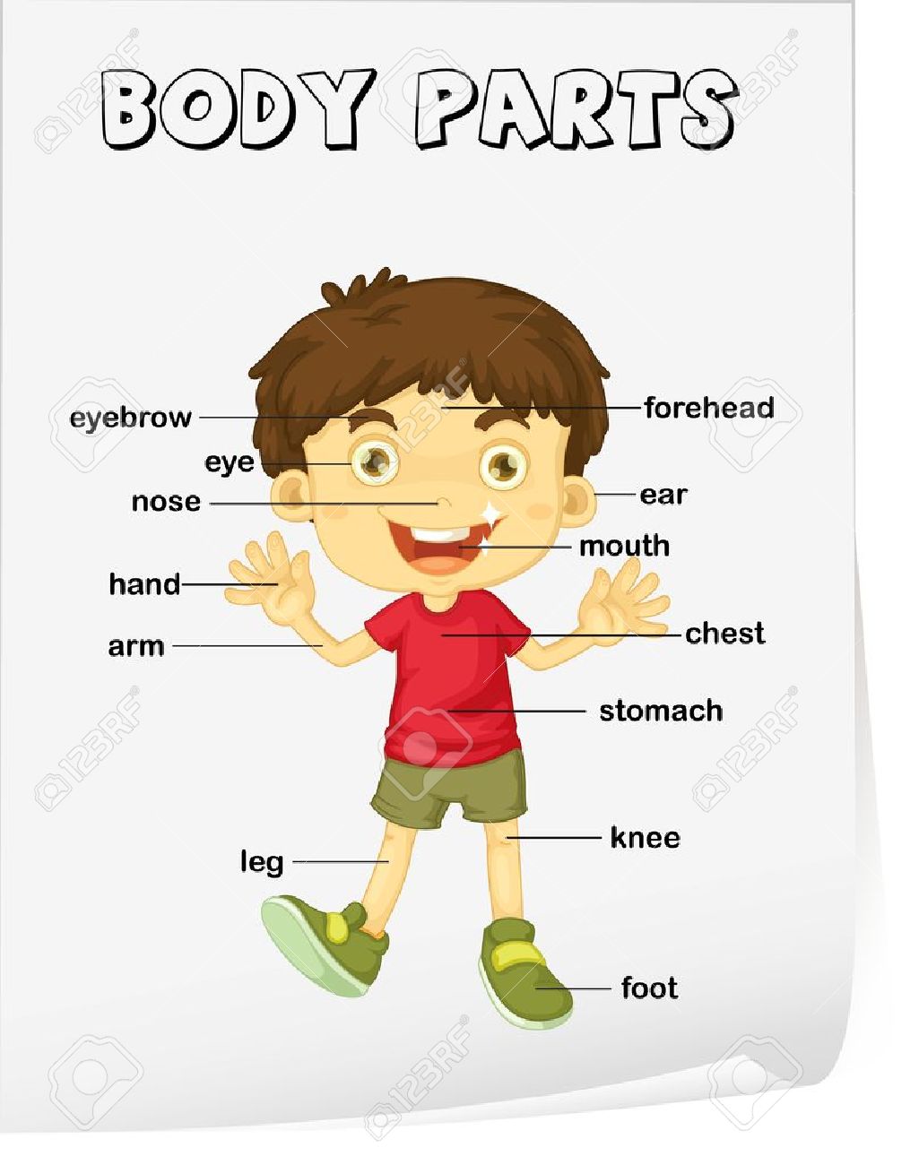 worksheet Parts Of The Body Worksheet vocabulary worksheet parts of the body royalty free cliparts stock vector 13960949