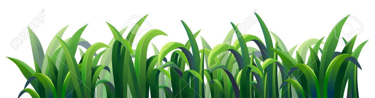 白地に緑の細長い草のイラストのイラスト素材 ベクタ Image 8643